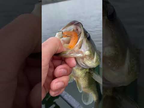 How can I catch a bass?