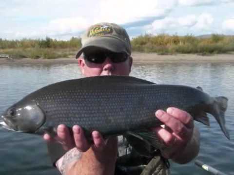 What is the best size and color for a Caddis Pupa for Kenai Dolly Varden in August?