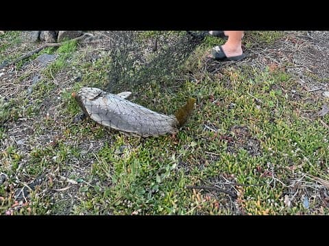 How to catch schoolie mulloway in the Maribyrnong River?