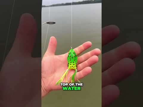 What is the best lure color to use in the summer for fishing?