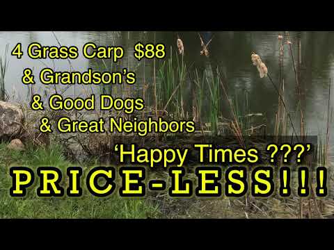 How can I catch carp in a clear, grassy lake in Texas in May?