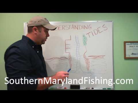 How do river tides affect bait fish?