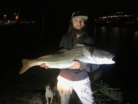 Where do mulloway live in Melbourne in summer?