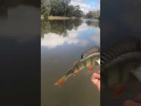 What European fish eat spinners?