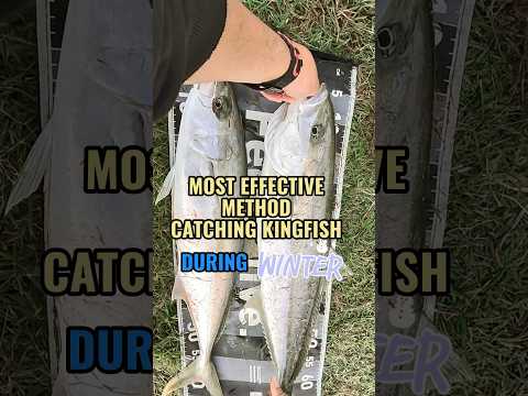 What are the best spots and lures for catching kingfish in Sydney?