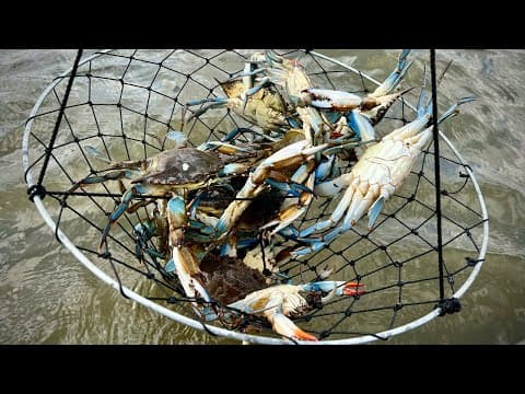 How do you catch crab with a net?