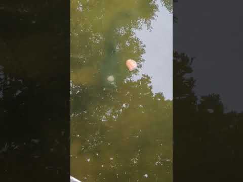 What can I put on my turkey slices for catfish bait?