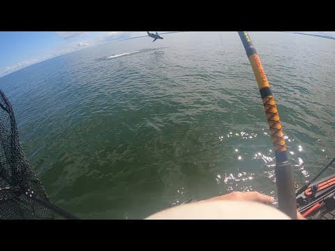 How do I catch a great white shark with a basic fishing rod?