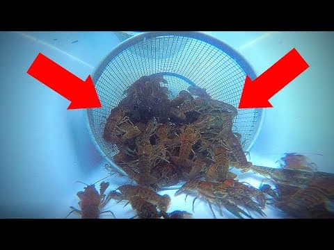 Best technique to catch crawfish?