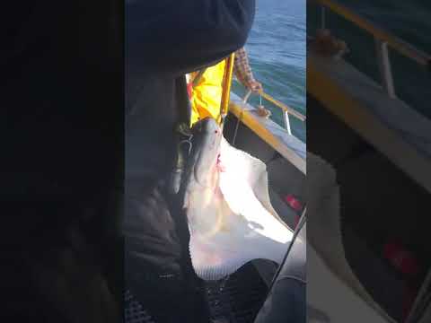 Where is the best place to fish for halibut out of Westport, WA on May 8, 2025?