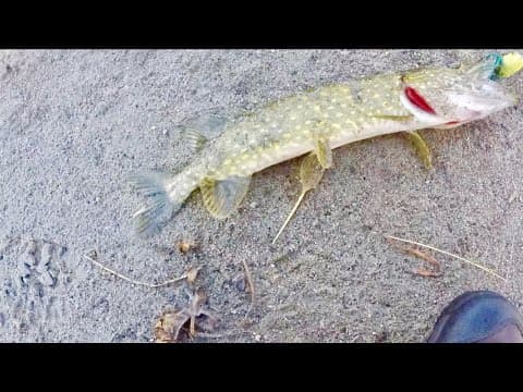 What’s the best lure for fishing in Åsnen Lake in Sweden?