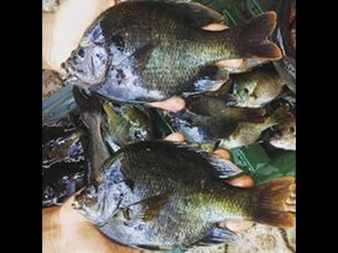 How do bluegill migrate on river system lakes seasonally?