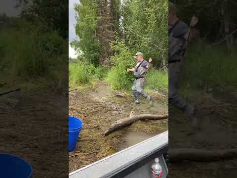 Is there a sweet spot single size and color for wooly buggers on the Kenai River in August?