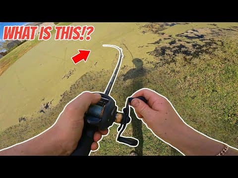 What lure should I use in an algae and weed-infested pond?
