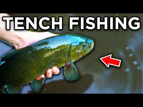 How can I catch a tench today in Tauragė City at Žumpė Lake?