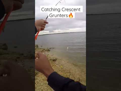 What do crescent grunters eat and how to catch them on the fly?
