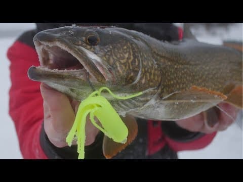 What techniques can I use to jig for lake trout while ice fishing?