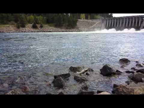 How do you catch lake trout at Jackson Lake Dam?