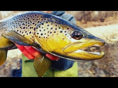 What species of trout can I catch in downtown Boise during early July?