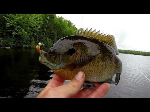 How can I catch bluegill in October?