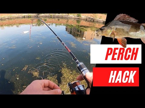 How can I catch perch?