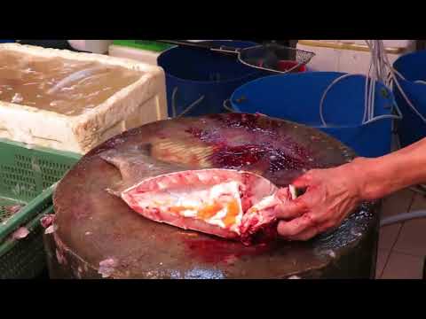 When do snapper get big, and can I catch big snapper in Hong Kong waters?