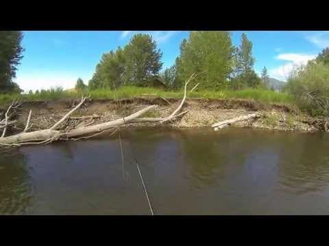 What are the best creeks or small rivers near Bozeman, Montana, with the largest trout?