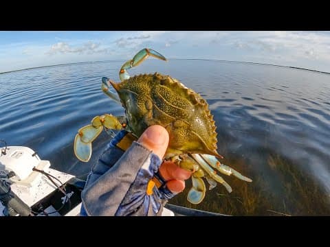 What can you catch with blue crab as bait?