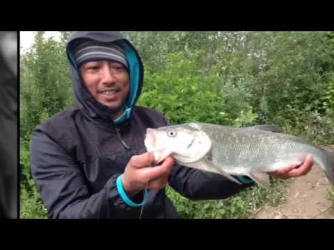 Where should I go fishing this evening in the eastern part of Hamburg, Germany for the best chances for Zander?