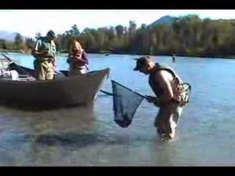 What are the top 5 flies for Kenai Dolly Varden in August?