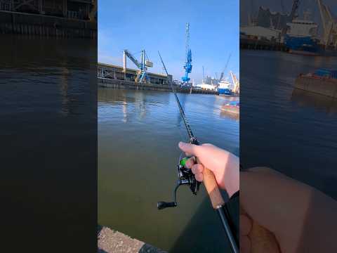 Where can I fish for zander in Hamburg?