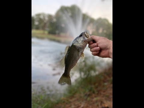 What type of lures should I use to catch bass on Mott Lake, Fort Bragg, NC?