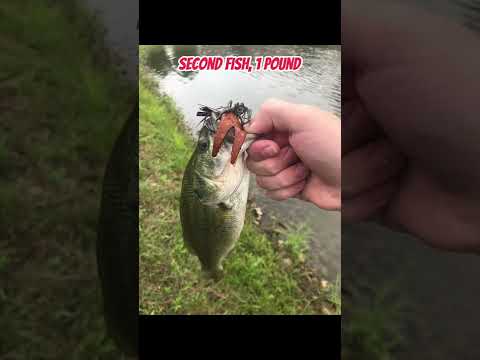 Do bass eat pork strips?