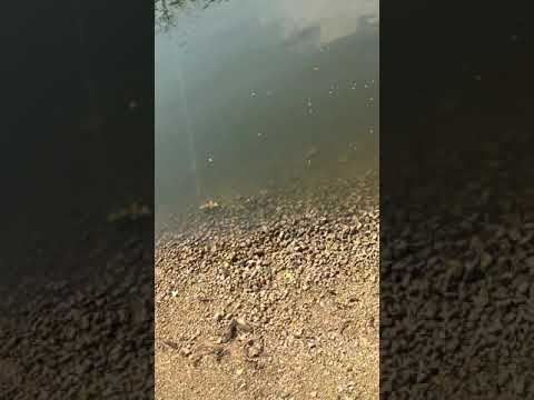 What is the best lure to use at Rock River by Rockton Dam?