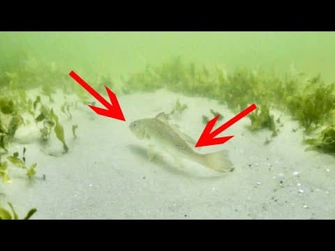What is the best live bait for catching speckled trout?