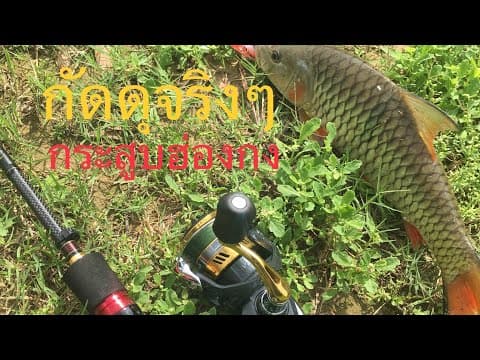 Where is the best place to catch fish in Shing Mun Reservoir?