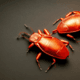 Bay Bug