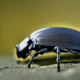 Beetle