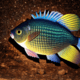 Bluegill