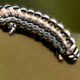 Caterpillar