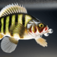 Crappie