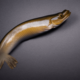 Eel