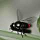 Fly