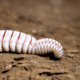 Grub