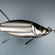 Minnow