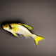 Perch