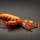 Prawn