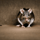 Rodent