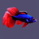 Siamese Fish