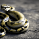 Snake